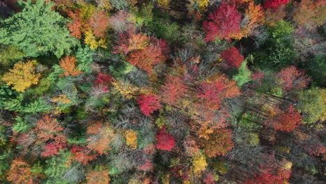 vibrant autumn colors in deciduous forest