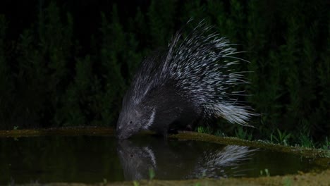 indian crested porcupine is drinking at night from a natural spring