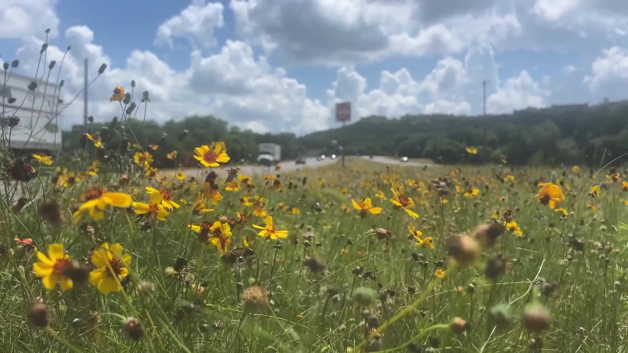Fiori selvatici colorati in fiore accanto a un prato a bordo strada ad Austin, Texas, che ondeggiano dolcemente sotto spettacolari nuvole estive in una giornata di sole splendente