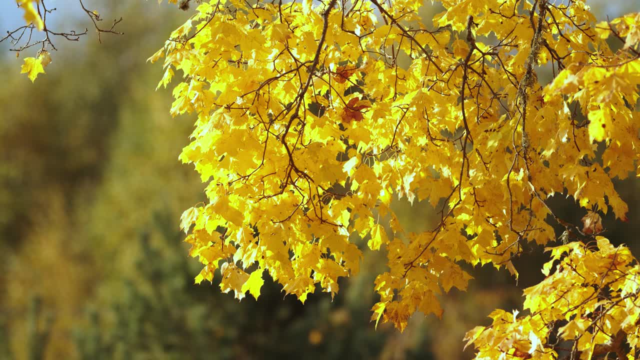 산들바람에 황금빛 단풍잎