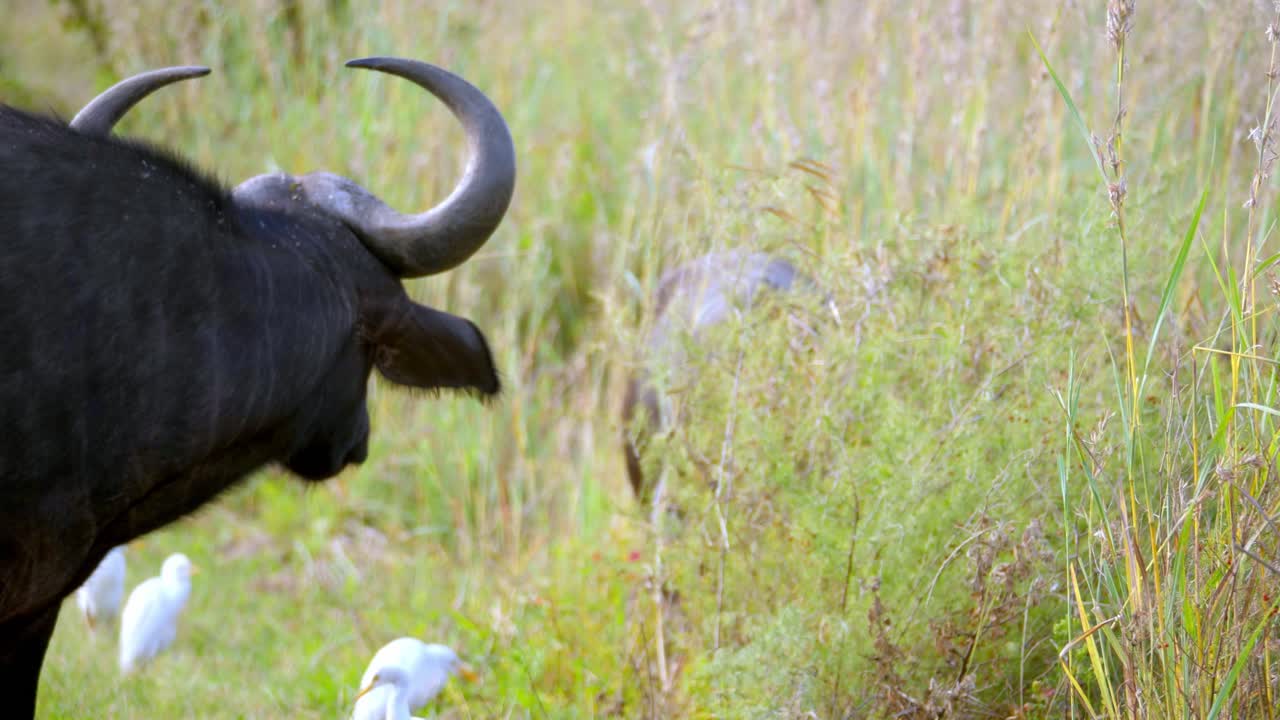 toma estática de un búfalo y su ternero masticando la hierba con garcetas al lado