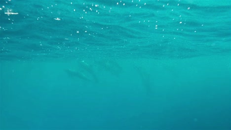 Dolphins-below-the-surface-of-the-ocean