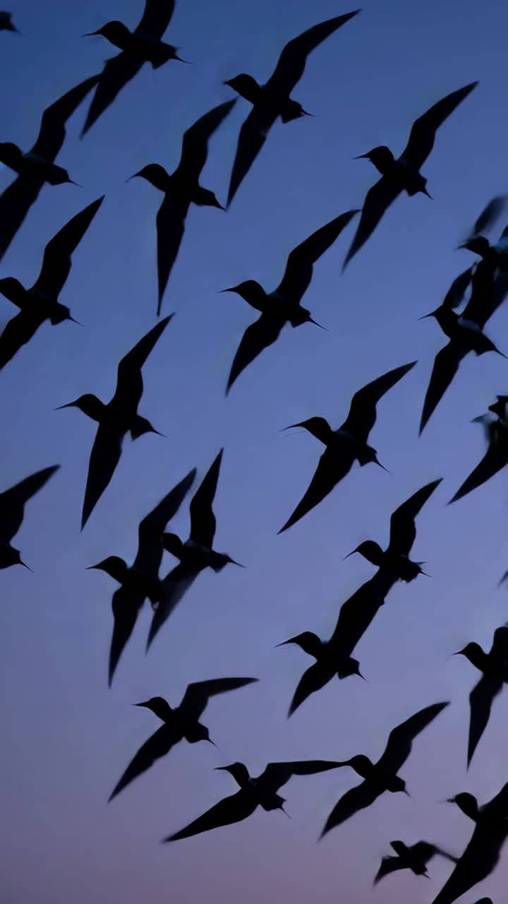 Birds in Flight at Dusk