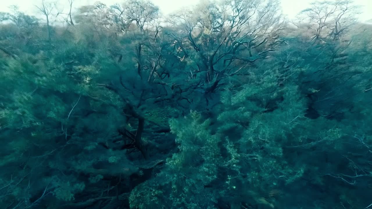 la cámara que se mueve hacia atrás y hacia arriba revela un impresionante bosque verde lleno de árboles exuberantes y luz solar manchada