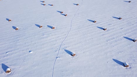 Hay-roll-filed-covered-with-snow-aerial-view-low-sunlight-long-shadows