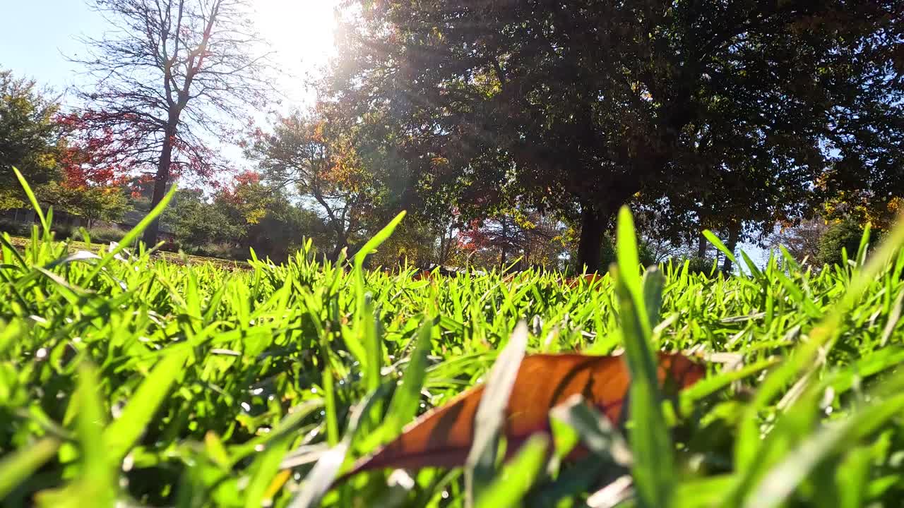 멜버른 공원 의 풀, 나무, 빛