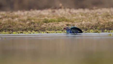 Das-Grauköpfige-Sumpfhuhn-Nimmt-Ein-Vogelbad-Im-Wasser