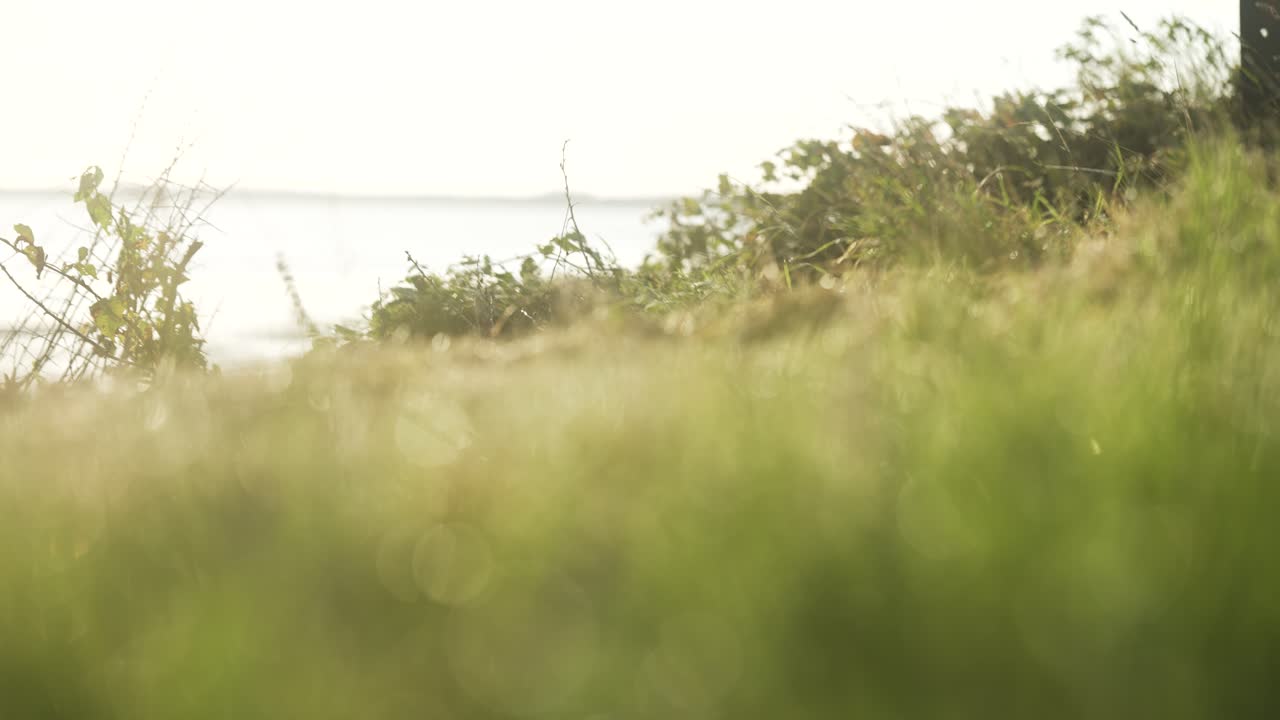 아일랜드 던달크 근처의 에서 잔디 잎 위에 방울이 떨어지는 모습