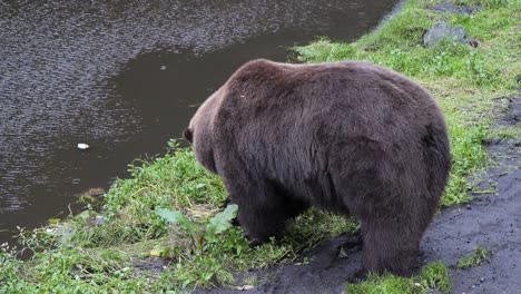 brown bear eating by the river bank, alaska