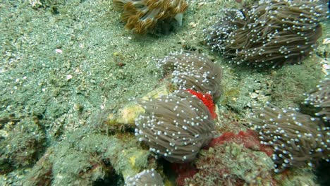 predatory sea anemone on a coral reef sea bed moving and flowing in the strong ocean current in southeast asia