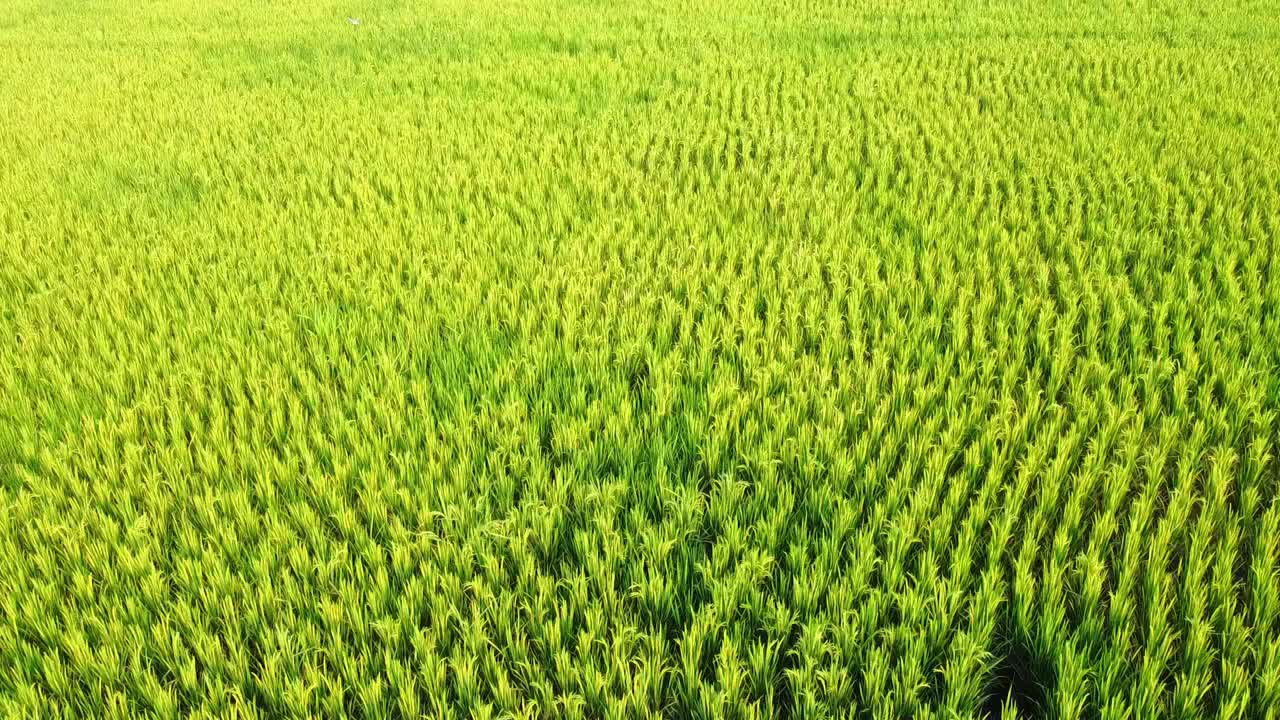 Vista aerea di una lussureggiante risaia verde che oscilla nel vento, sfondo di un paesaggio agricolo