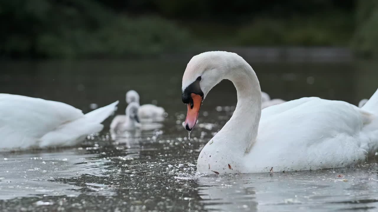 Swans and Cygnets in a Lake