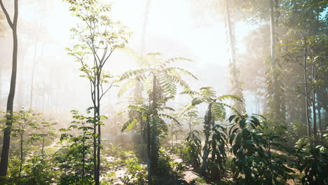 sunbeams through the fog in a lush green forest