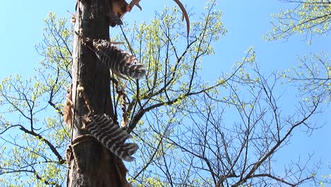 Feathers-Stuck-On-This-Tree-Move-In-The-Wind-Like-Leaves