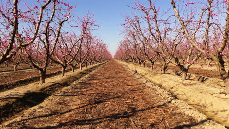 Entre-Almendros-En-Flor-Con-Flores-Rosadas,-Tiro-De-Muñeca-Hacia-Adelante