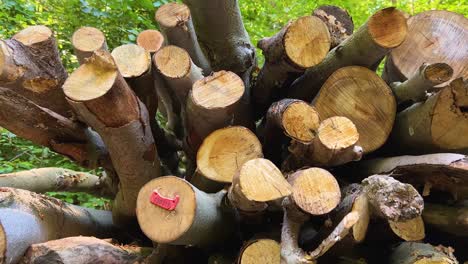 heap of felled timber trees with log tag in a woodland area