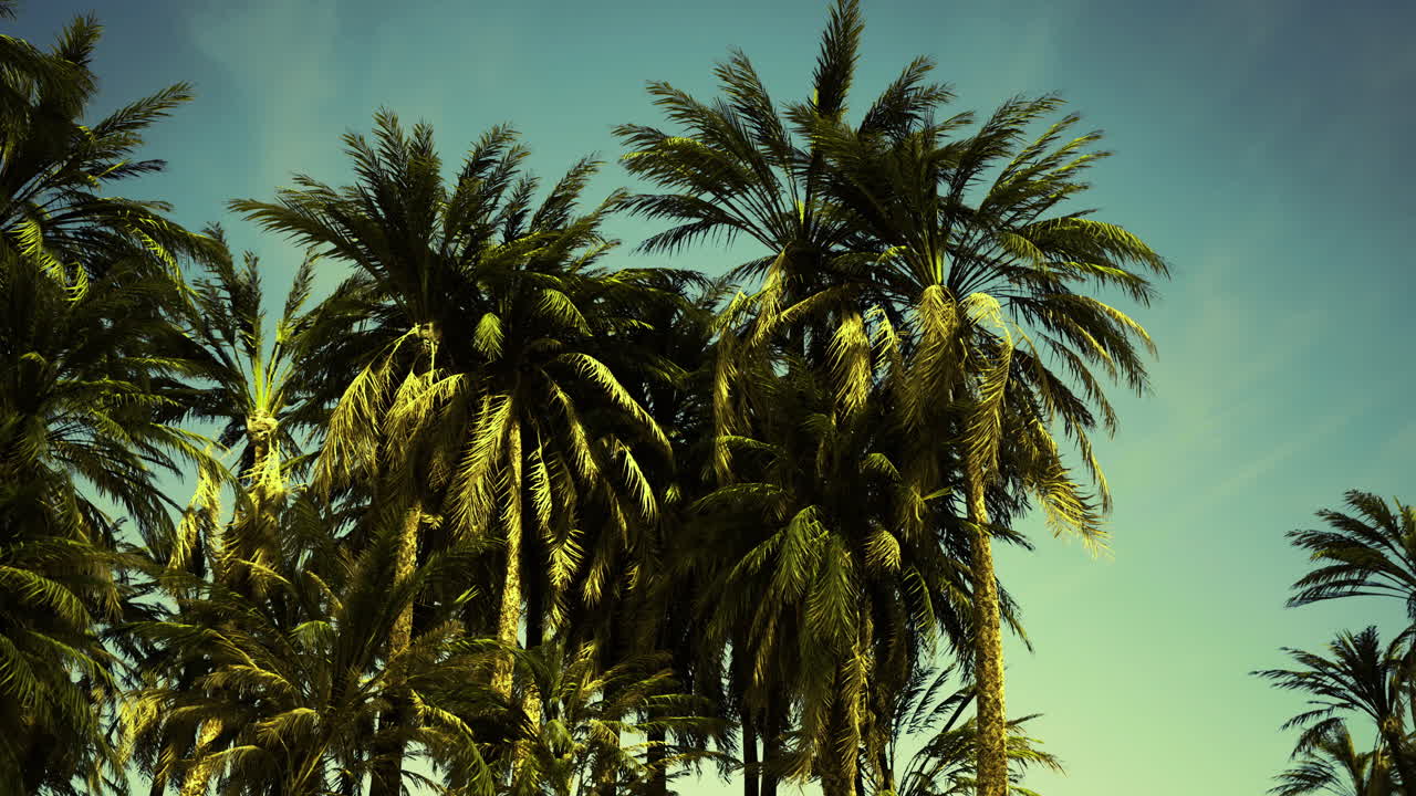 Majestic palm trees swaying under a clear blue sky during daytime