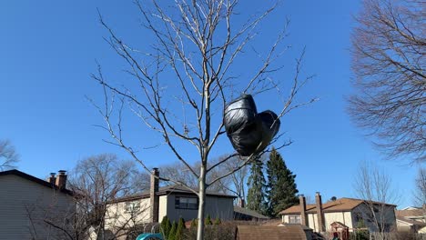 Black-bag-with-balloons-stuck-on-tree-in-spring,-wide-shot