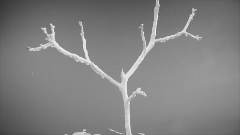 White-Liquid-Paint-Dropping-by-Bare-Tree-Branches-on-Gray-Background,-Abstract-Nature