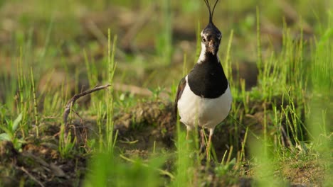 lapwing in a field