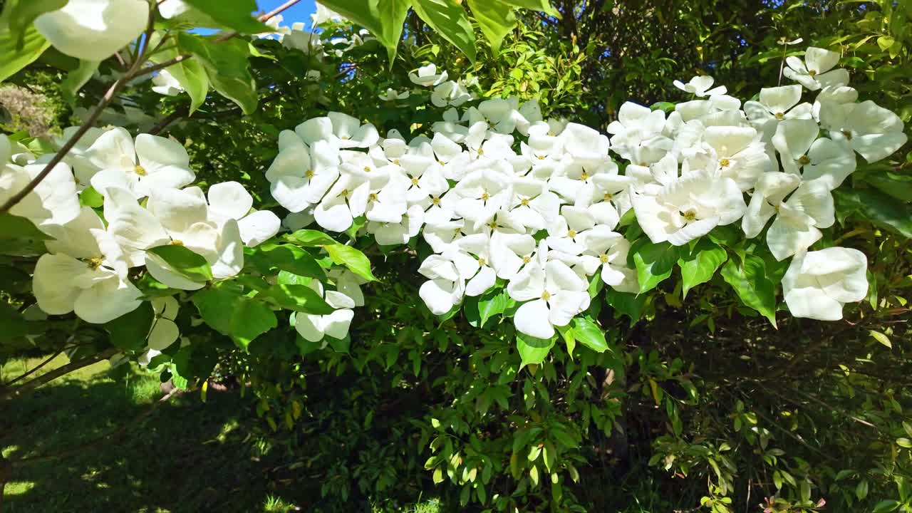 Close-up view about a small deciduous tree floral canopy, the Venus of Japan aka Cornus Kousa.