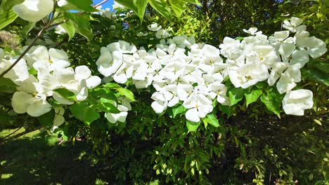 close-up view about a small deciduous tree floral canopy, the venus of japan aka cornus kousa.