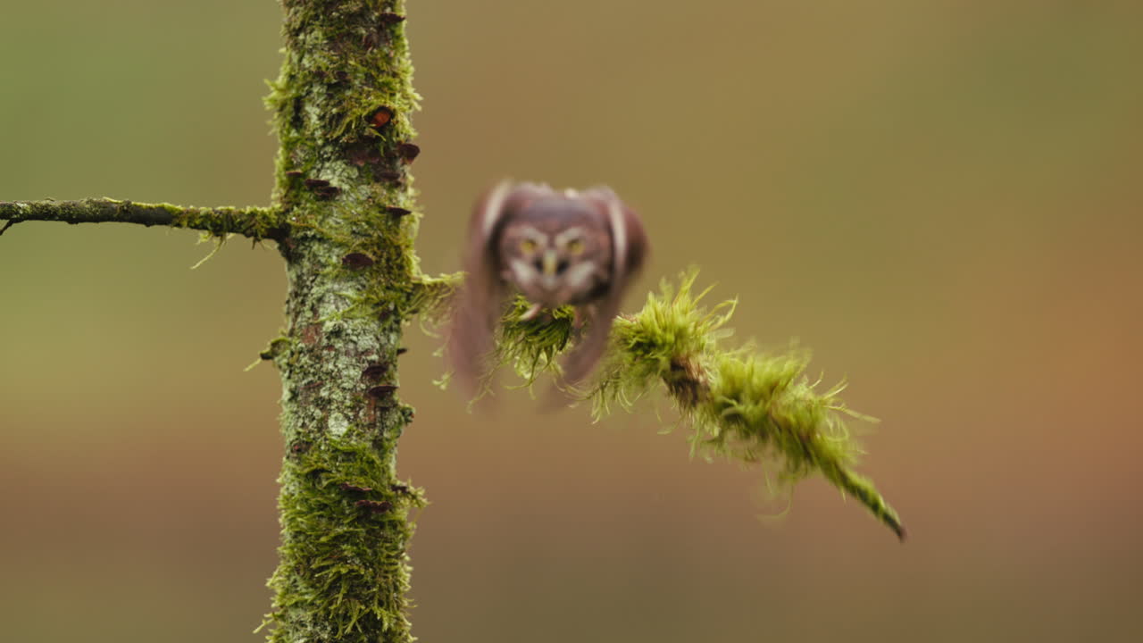 pequeño búho posado en una rama