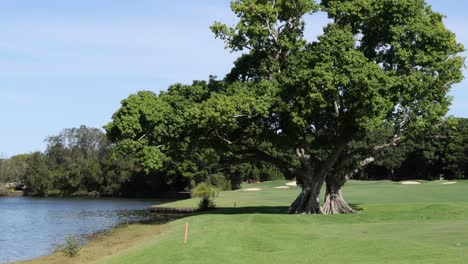 a large tree beside a calm river