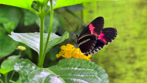 Primer-Plano-De-Una-Hermosa-Mariposa-Rosa-De-Corazón-De-Ganado-Agitando-Sus-Alas-Sentada-Sobre-Una-Flor-Amarilla