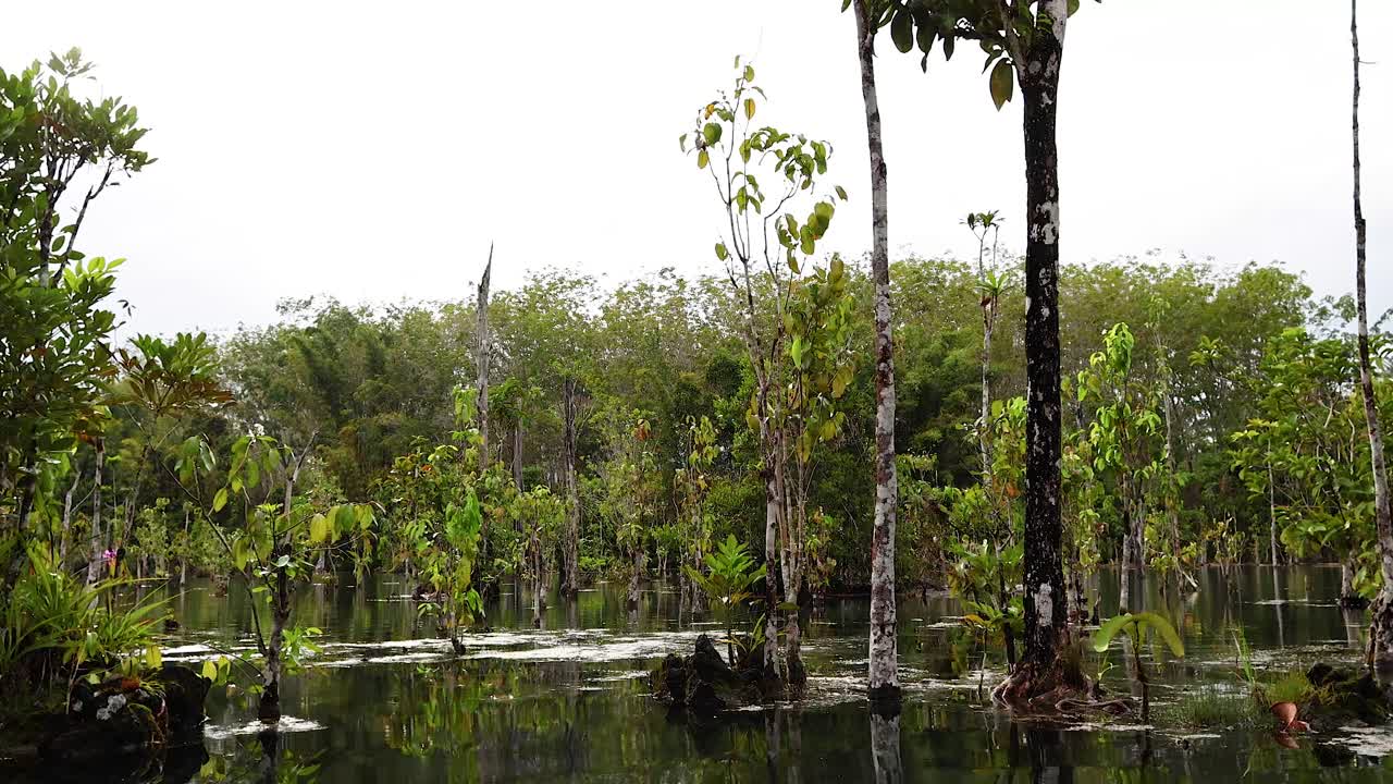 카야크 를 타고 울창 한 초록색 과 조용 한 물 을 탐험 하는 것