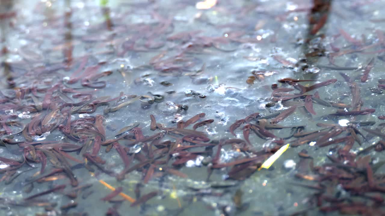 Grupo de girinos pretos em uma lagoa, close-up durante um dia chuvoso.