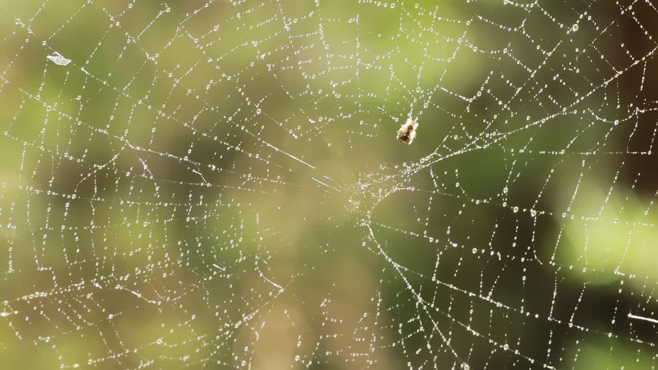 Raindrops on the spider web. Cobwebs in small drops of rain.