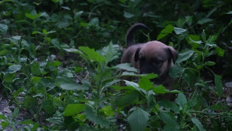 Brown-Puppy-in-the-Grass