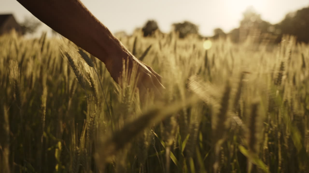 해가 지는 동안 밀에서 손을 들고
