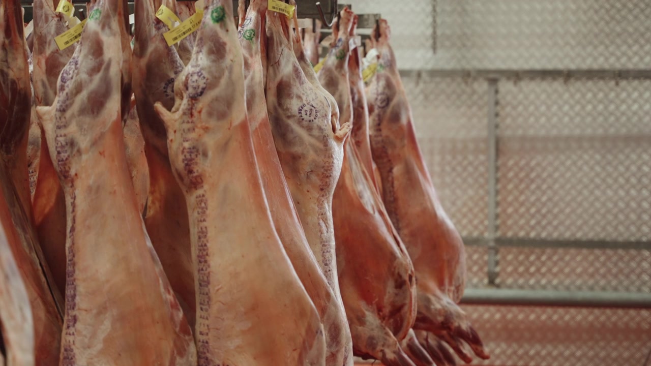 Tagged and inspection stamped lamb sides hang in a meat hanging cooler at a commercial meat packing plant.