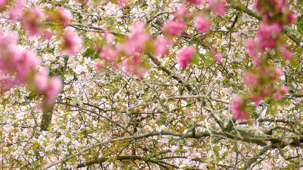 Pink and White Tree Blossoms in Spring