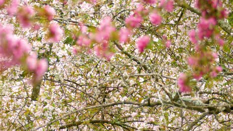 pink and white tree blossoms in spring