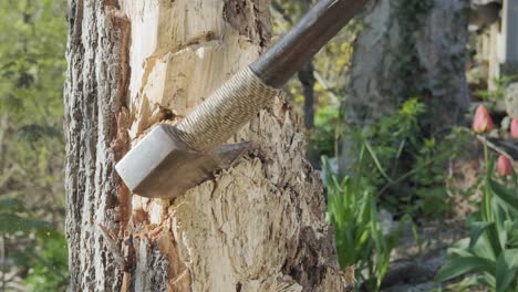 closeup of an axe sticking into a tree