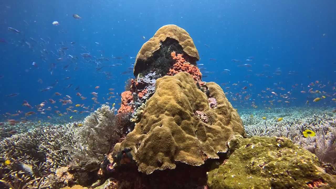 Corallo splendidamente modellato con barriere coralline e pesci sullo sfondo nel Parco Nazionale di Raja Ampat