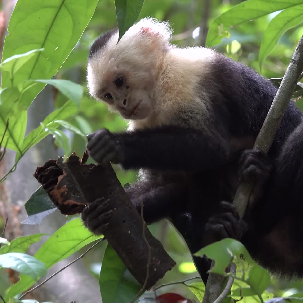 Scimmia cappuccina dalla faccia bianca che si nutre nella foresta pluviale della Costa Rica