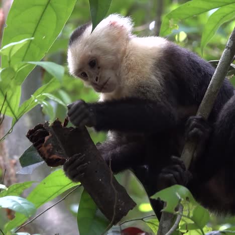 white faced capuchin monkey feeding in the rainforest of costa rica