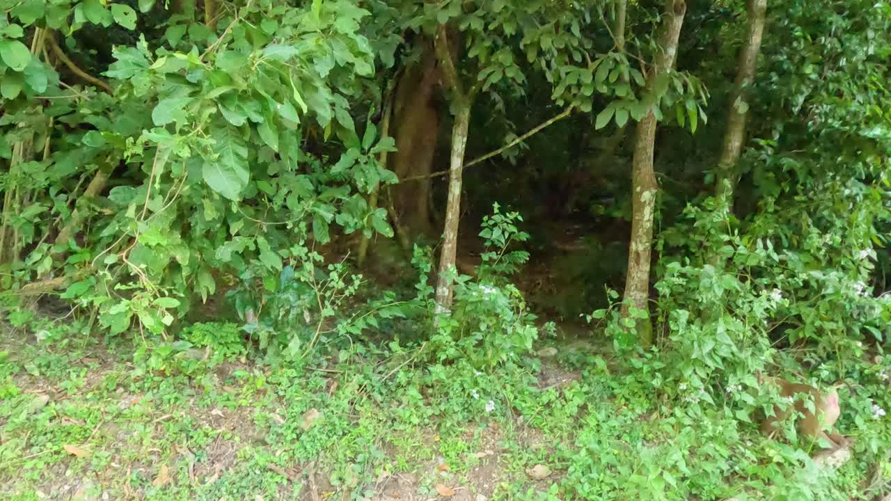 los monos que pasan por el coche en el exuberante bosque tailandés