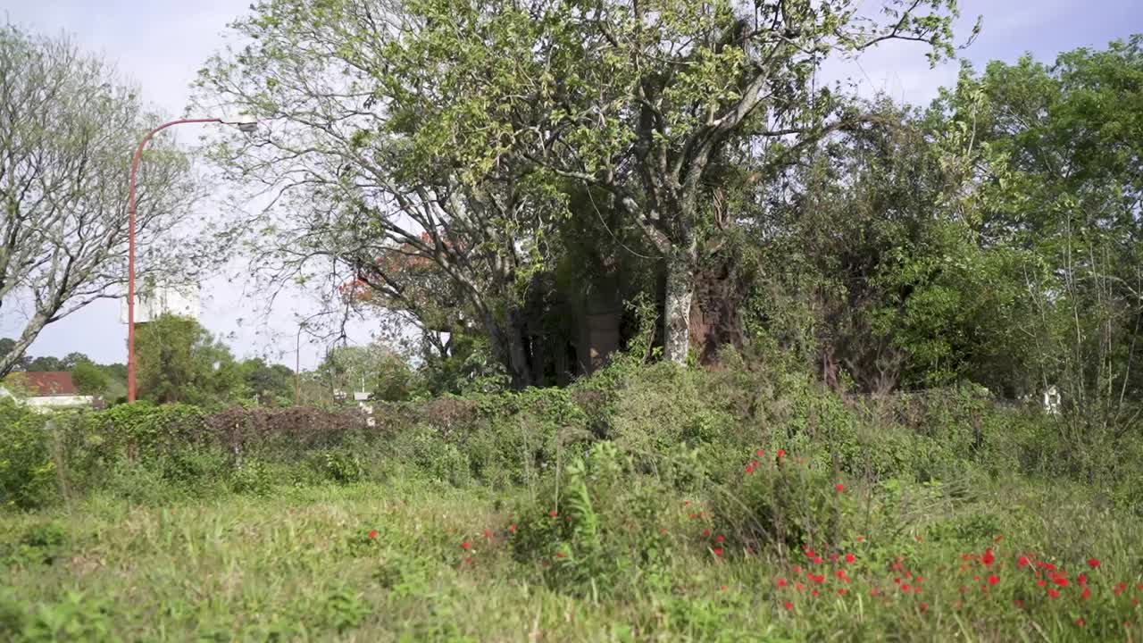 Static shot of Jesuit ruins in Candelaria, Misiones, Argentina with dense vegetation, red flowers, and tree trunks frame the scene, evoking mystery, historical depth, and nature’s quiet reclamation