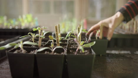 Black-seedling-pots-with-wooden-name-labels-in-greenhouse,-shallow-focus