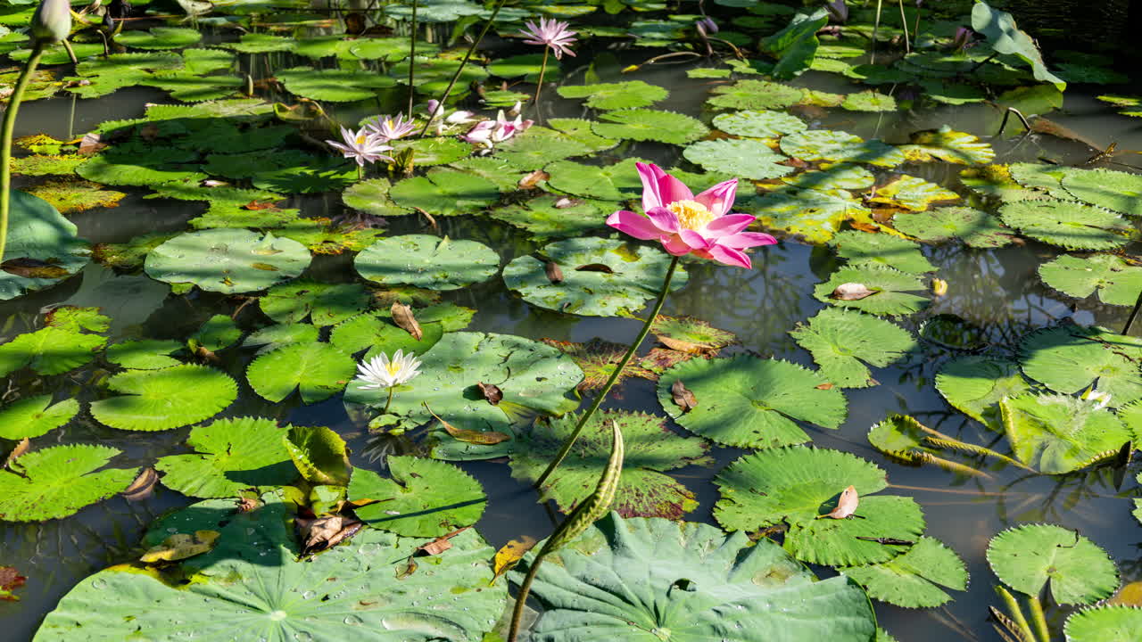 timelpase of a peaceful lotus pond in bali
