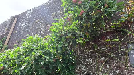 Apple tree growing against a brick wall