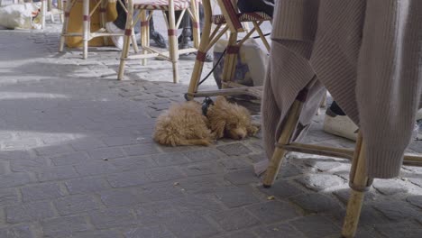 curled-up sleeping puppy resting on the cobblestone streets of paris near chairs