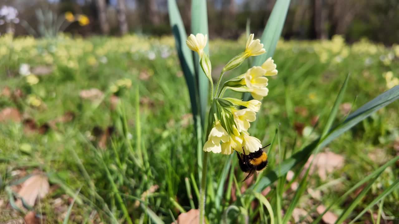 Detailed Slow Motion: Bumblebee Feeding on Cowslip Nectar.