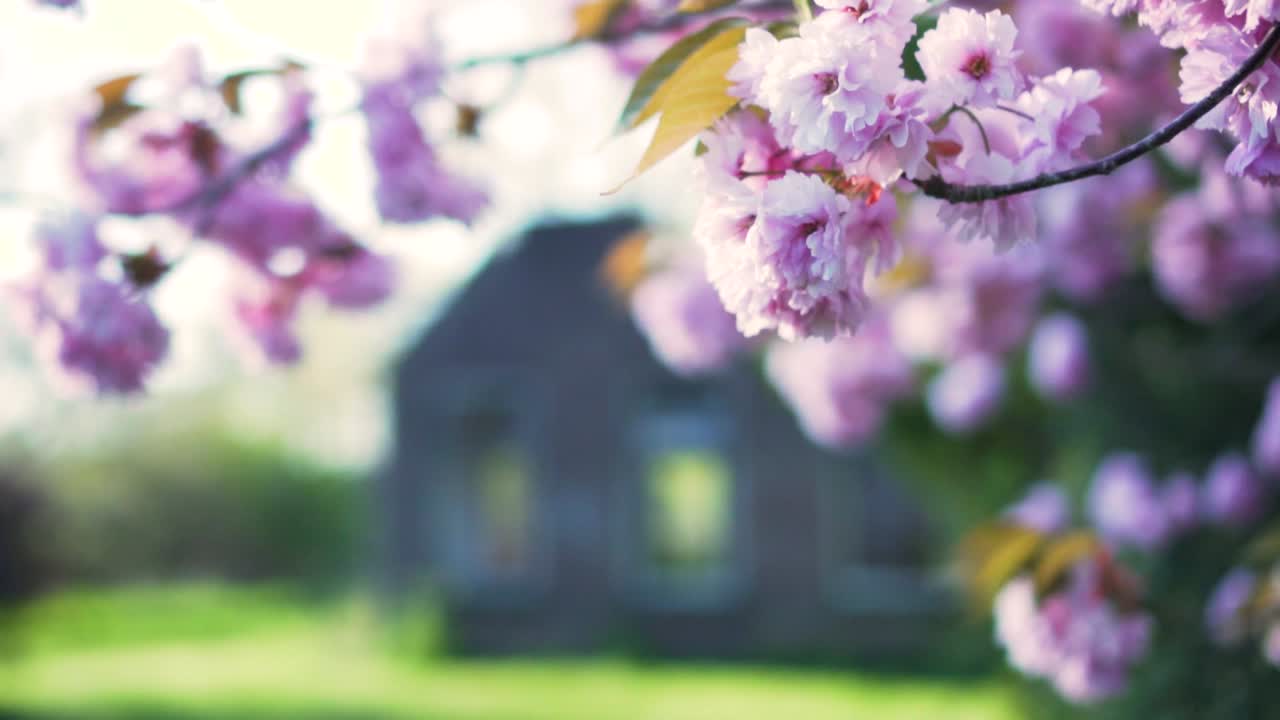 봄에 아름다운 분홍색 체리 꽃