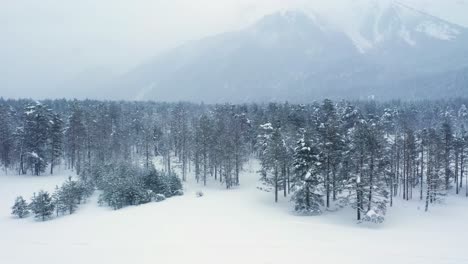 Beautiful-snow-scene-forest-in-winter.-Flying-over-of-pine-trees-covered-with-snow.